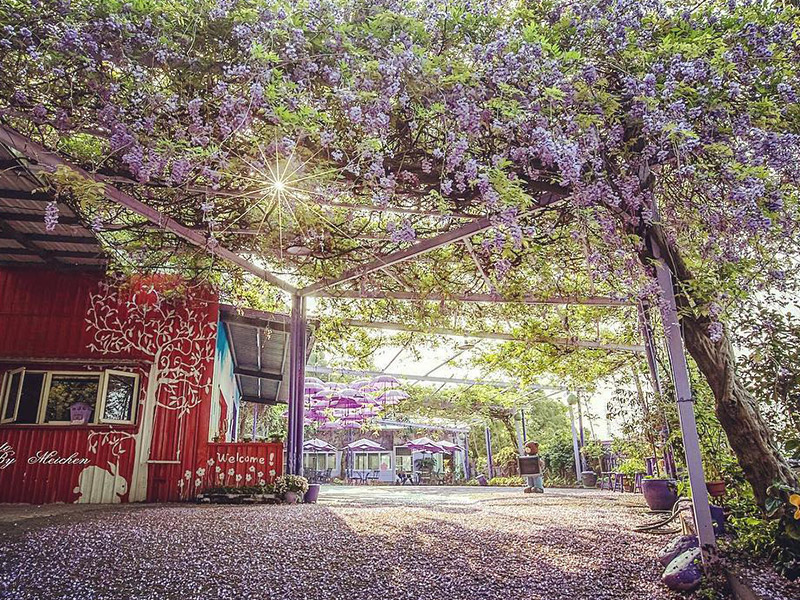 苗栗噢哈娜咖啡屋，紫藤花景觀餐廳，紫色愛戀揭開幸福序曲。